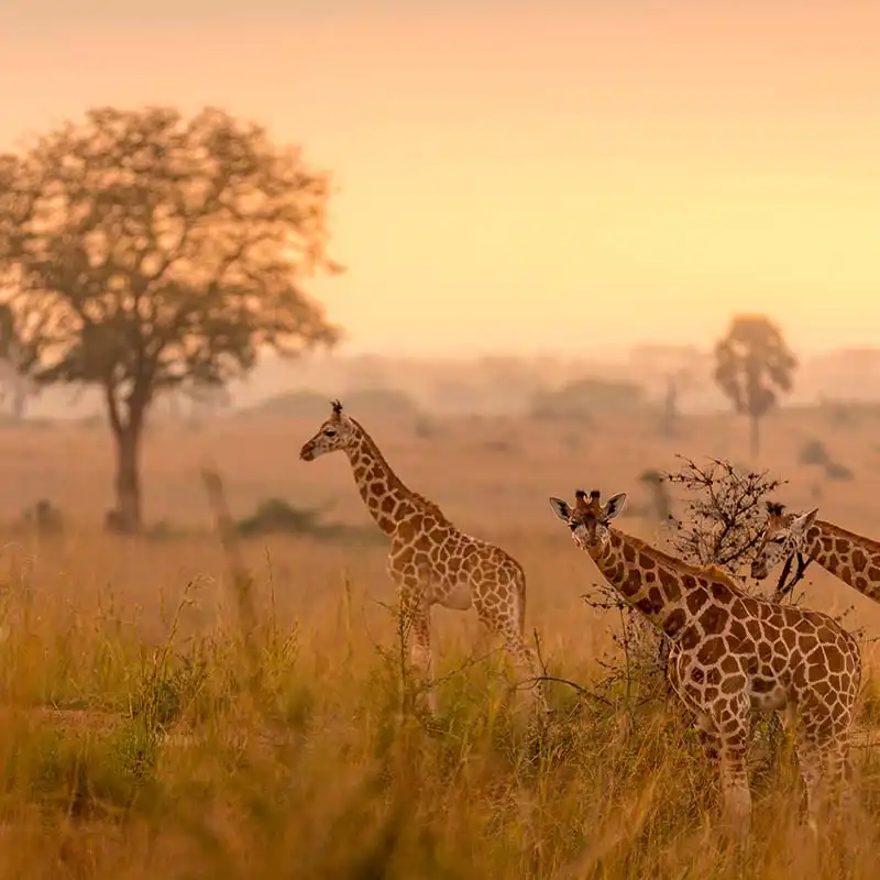 ทัวร์แอฟริกาใต้